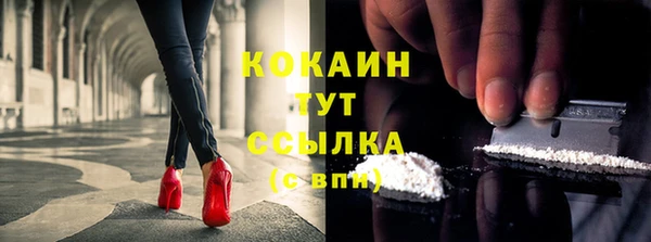 индика Ельня